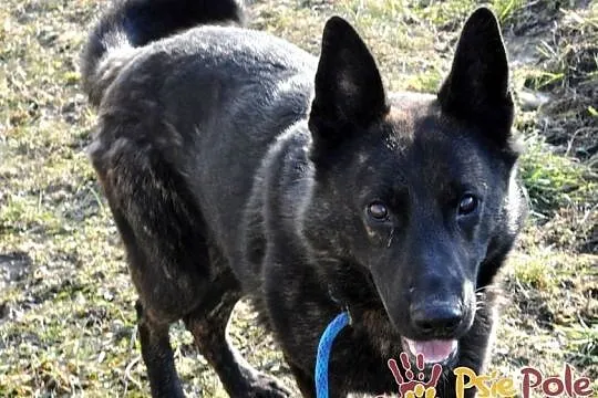 BARRONEK-super fajny psiak w typie owczarka holenderskiego, adopcja, Małopolskie, Kraków