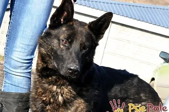 BARRONEK-super fajny psiak w typie owczarka holenderskiego, adopcja, Małopolskie, Kraków