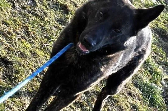 BARRONEK-super fajny psiak w typie owczarka holenderskiego, adopcja, Małopolskie, Kraków