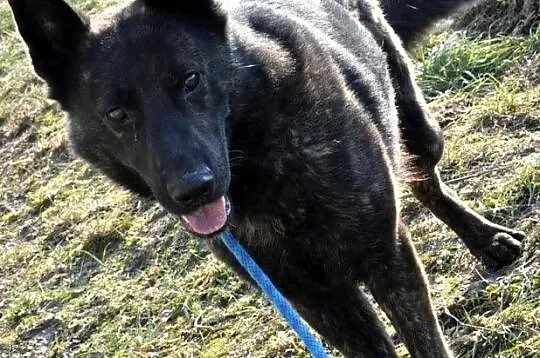 BARRONEK-super fajny psiak w typie owczarka holenderskiego, adopcja, Małopolskie, Kraków
