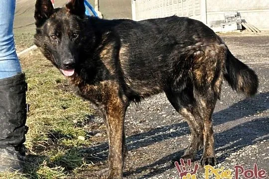 BARRONEK-super fajny psiak w typie owczarka holenderskiego, adopcja, Małopolskie, Kraków