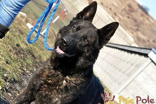 BARRONEK-super fajny psiak w typie owczarka holenderskiego, adopcja, Małopolskie, Kraków