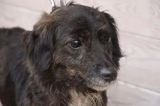 Maleńka blokowa Mikunia szuka domu ADOPCJA ŁTOnZ