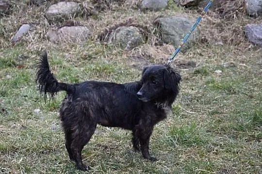 Maleńka blokowa Mikunia szuka domu ADOPCJA ŁTOnZ
