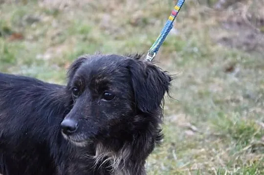 Maleńka blokowa Mikunia szuka domu ADOPCJA ŁTOnZ