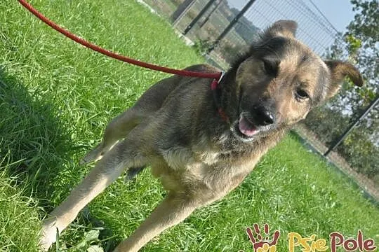 RZUTEK-niewielki, spokojny, trochę przestraszny psiak. Prosimy o dobry dom