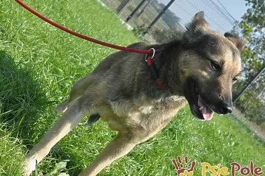 RZUTEK-niewielki, spokojny, trochę przestraszny psiak. Prosimy o dobry dom, Małopolskie, Kraków
