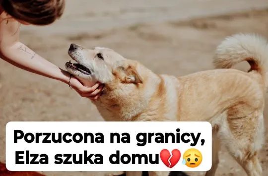 Elza - pies anioł, kochana, łagodna sunia  Wyrzucona niczym śmieć... Poznajcie Elzę, którą cechują s, , Warszawa