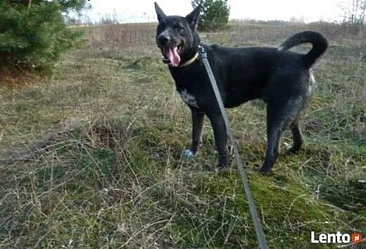 Piękny Amorek marzy o kochającym i ODPOWIEDZIALNYM