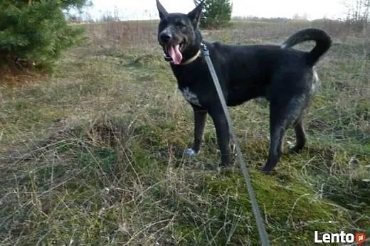 Piękny Amorek marzy o kochającym i ODPOWIEDZIALNYM