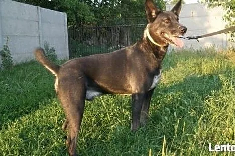 Piękny Amorek marzy o kochającym i ODPOWIEDZIALNYM