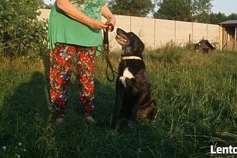Piękny Amorek marzy o kochającym i ODPOWIEDZIALNYM