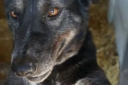 Piękny Amorek marzy o kochającym i ODPOWIEDZIALNYM