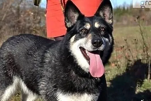 Chciałabym aby ktoś mnie adoptował i pokochał, Wielkopolskie, Poznań