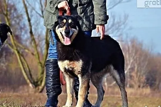 Chciałabym aby ktoś mnie adoptował i pokochał, Wielkopolskie, Poznań