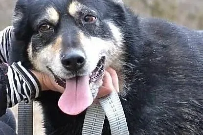 Chciałabym aby ktoś mnie adoptował i pokochał, Wielkopolskie, Poznań