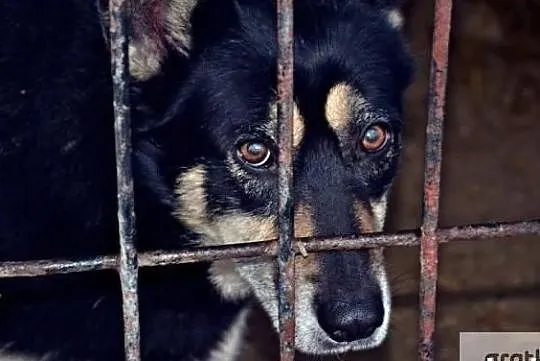 Chciałabym aby ktoś mnie adoptował i pokochał, Wielkopolskie, Poznań
