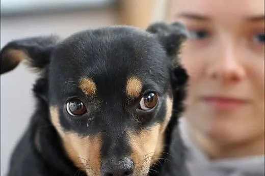Spokojna Fifi szuka dobrego domu !!!,  mazowieckie