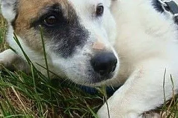 Tola-urocza spokojna sunia, jej schronisko niedługo przestanie istnieć.. co się z nią wtedy stanie?, Łódzkie, Łódź