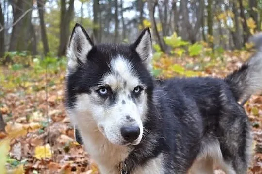 Speedy - pełen energii psiak w typie husky do adop