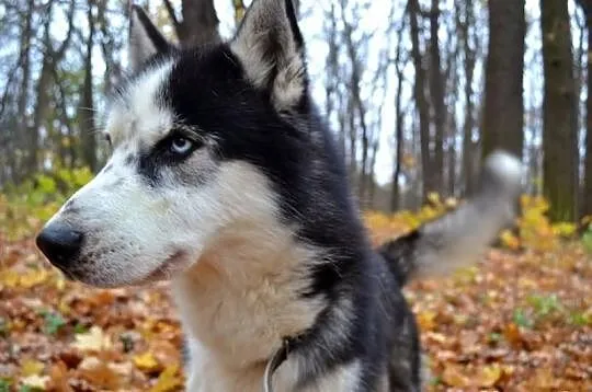 Speedy - pełen energii psiak w typie husky do adop