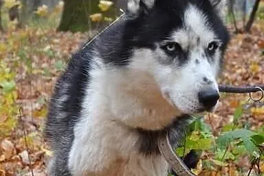 Speedy - pełen energii psiak w typie husky do adop