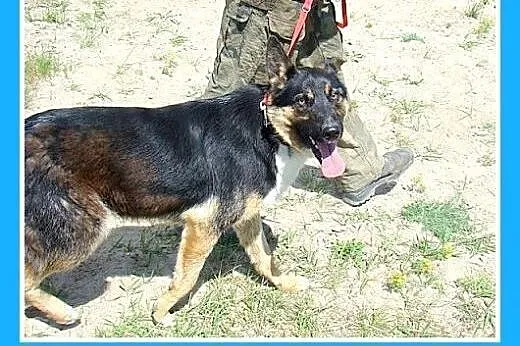 Owczarek niem.przyjazny,aktywny,kontaktowy pies MA