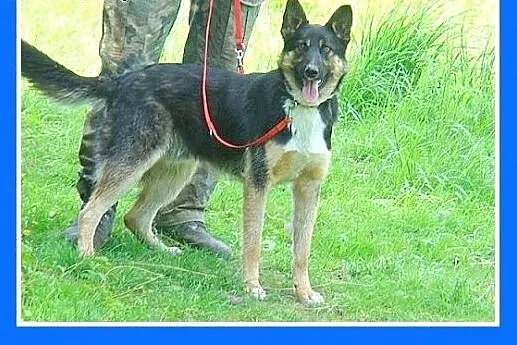 Owczarek niem.przyjazny,aktywny,kontaktowy pies MA