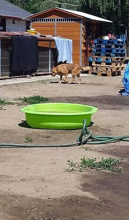 Nieśmiała Boxi szuka domu, lubuskie Gorzów Wielko