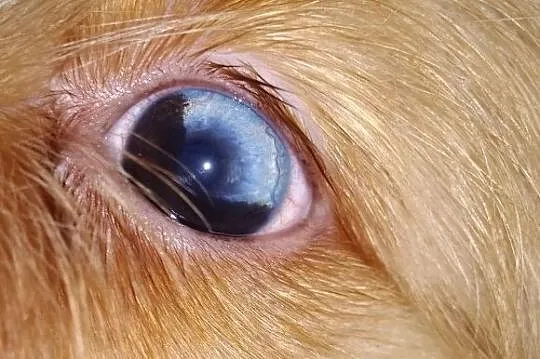 Diamond Golddust Yorkshire Terrier - niebieskie ok, Września