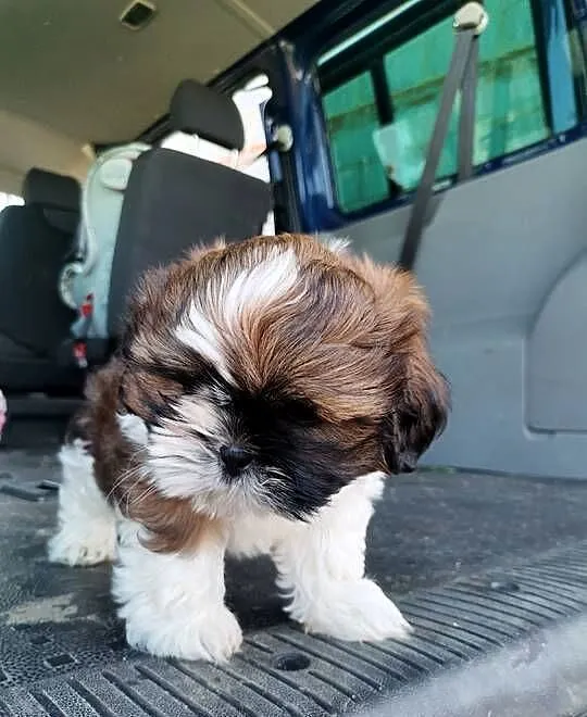 Pieski Shih-tzu, Świętokrzyskie, Zofiówka