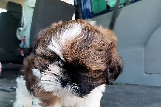 Pieski Shih-tzu, Świętokrzyskie, Zofiówka