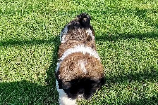 Pieski Shih-tzu, Świętokrzyskie, Zofiówka