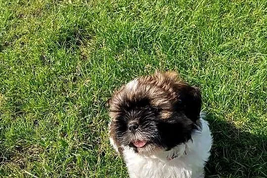 Pieski Shih-tzu, Świętokrzyskie, Zofiówka