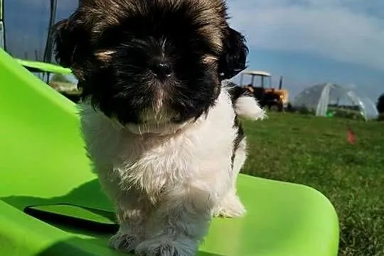 Pieski Shih-tzu, Świętokrzyskie, Zofiówka
