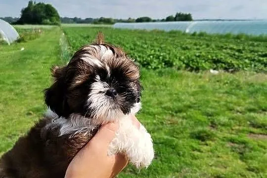 Pieski Shih-tzu, Świętokrzyskie, Zofiówka