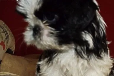 Szczeniaczki shih tzu,  wielkopolskie Środa Wielko