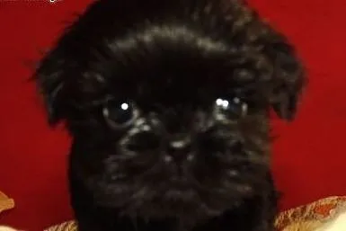 Szczeniaczki shih tzu,  wielkopolskie Środa Wielko