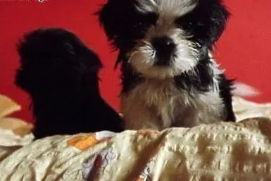 Szczeniaczki shih tzu,  wielkopolskie Środa Wielko