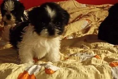 Szczeniaczki shih tzu,  wielkopolskie Środa Wielko