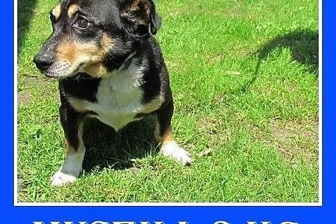 3kg,mała suczka MUSZKA,smutek,strach, zwątpienie.Wyjątkowa adopcja,  dolnośląskie Wrocław