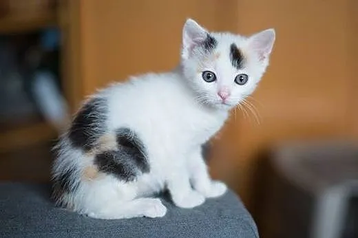 JAGLANKA i OWSIANKA - czyli KSERO siostry do adopc