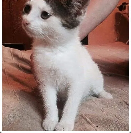 Bela ok 3 mies. prześliczna kicia szuka domku, ma