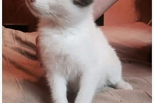 Bela ok 3 mies. prześliczna kicia szuka domku,  ma