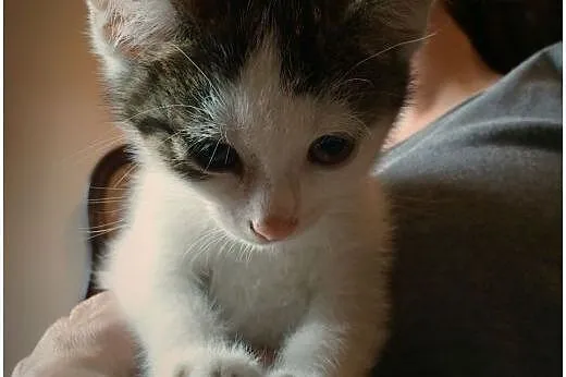 Bela ok 3 mies. prześliczna kicia szuka domku,  ma