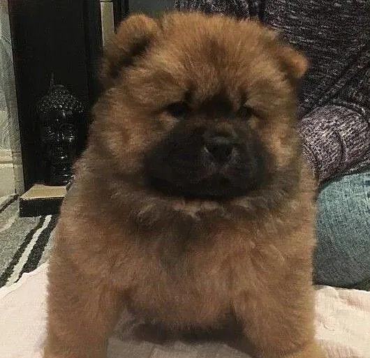 Dostępne szczenięta Chow Chow, Pomorskie, Chojnice