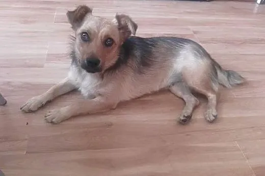 Urocza wesoła sunia Lizi znaleziona na Wildzie szu