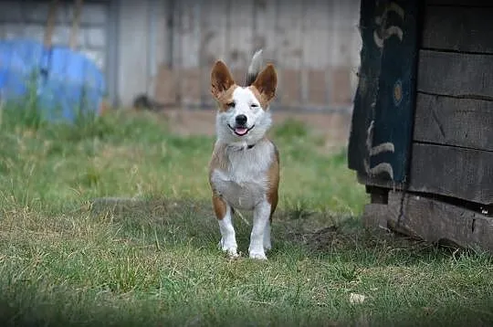Młodziutka, maleńka Fionka, kochana suczka do poko
