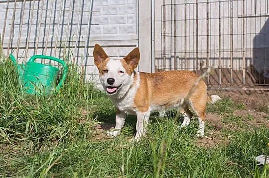 Młodziutka, maleńka Fionka, kochana suczka do poko