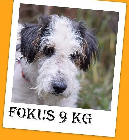 10kg,foxterrier mix,łagodny,spokojny piesek FOKUS.